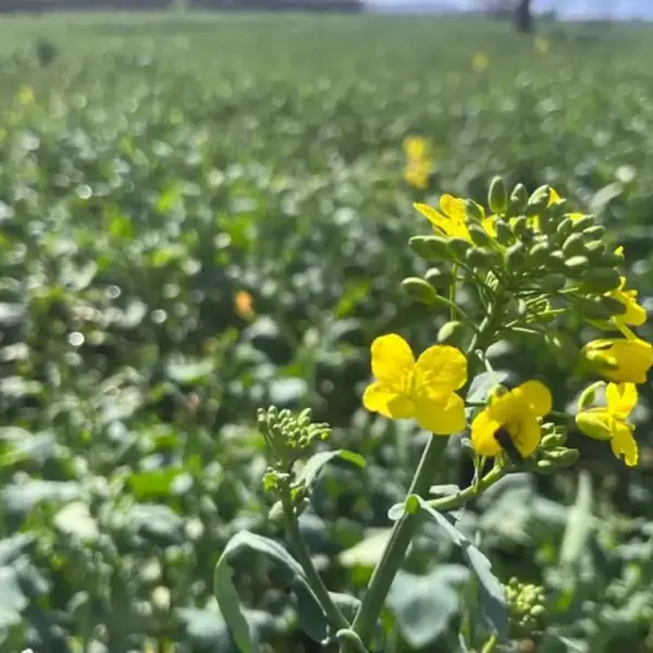 Raps en flor