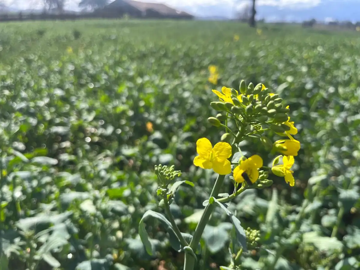 Raps en flor en el Fundo San Elías