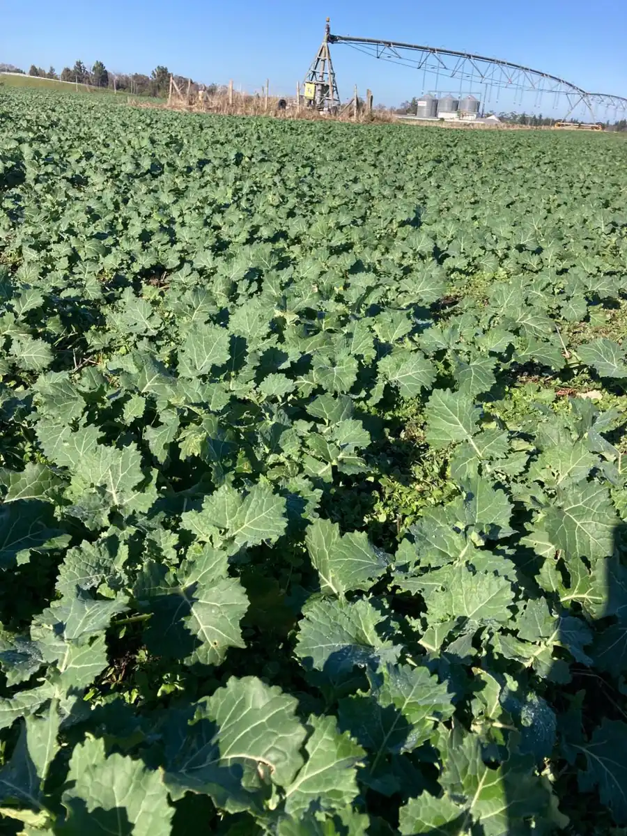Raps en roseta bajo pivote de riego